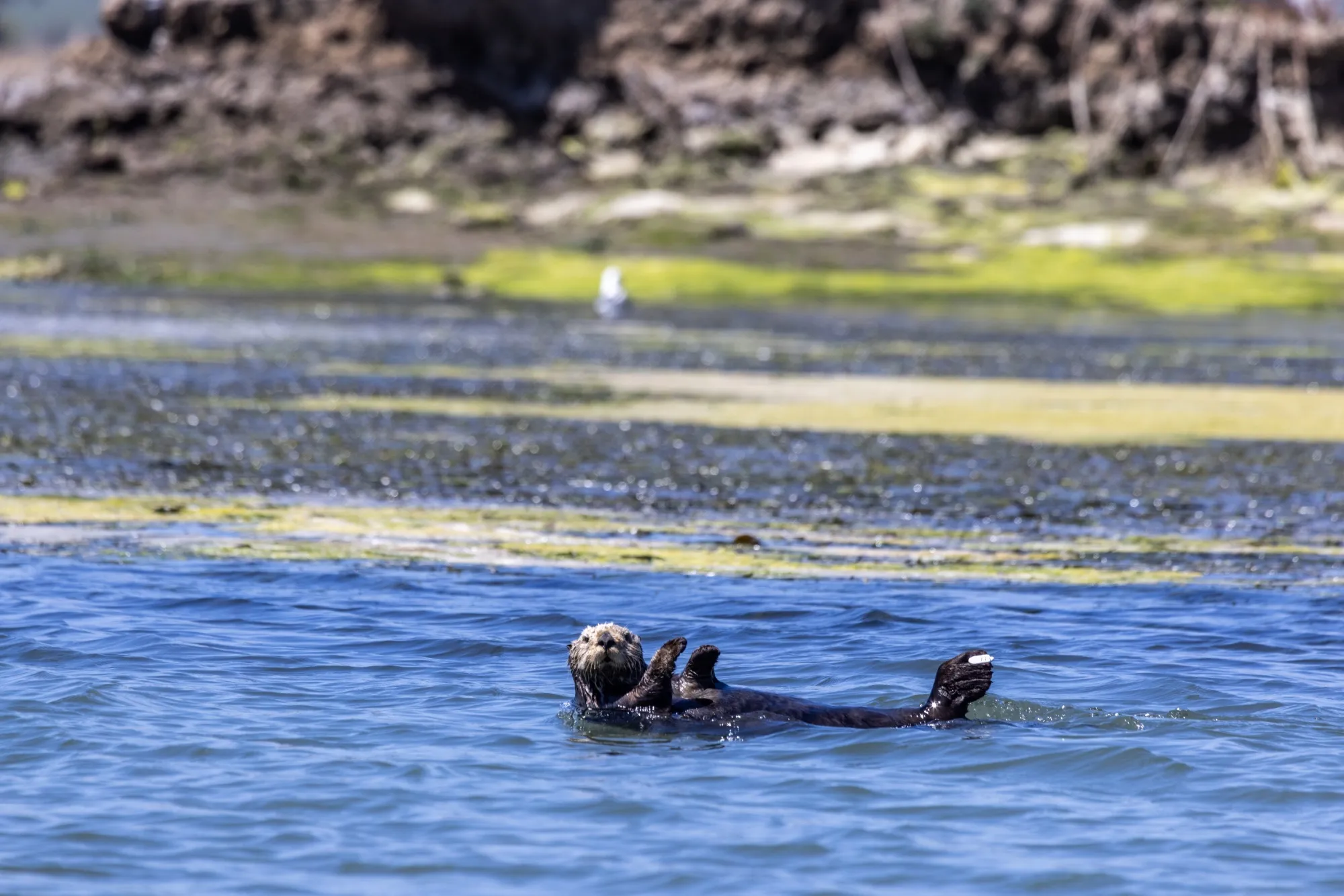 Sea otter in Moss Landing, California.