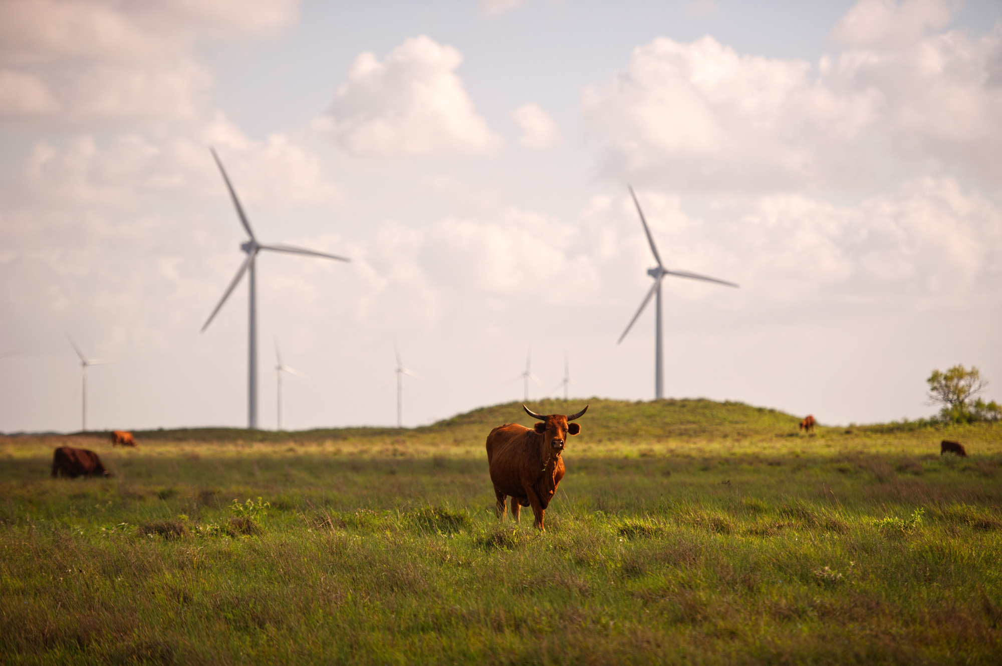 Cattle graze near wind turbines in Sarita, Texas.