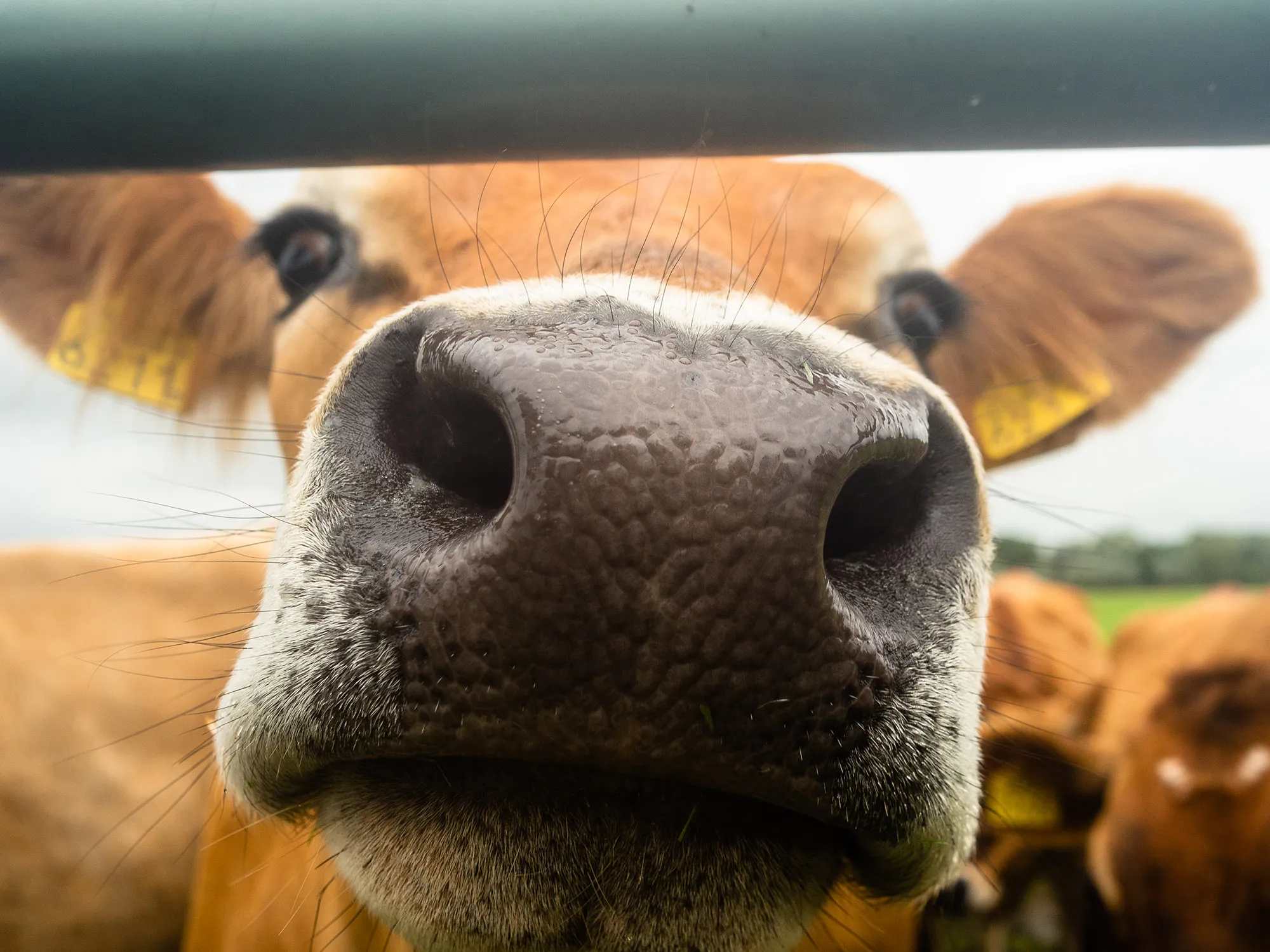 A cow on a farm near Utrecht, Netherlands.&nbsp;