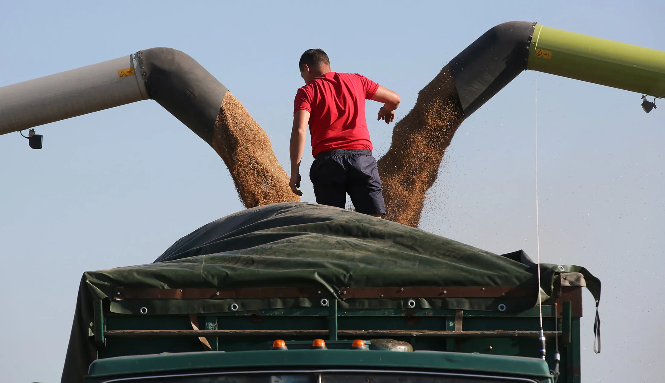 A worker supervises the loading of a truck with harvested grain from combine harvesters during the summer wheat harvest on a farm in Ust-Labinsk, Russia.