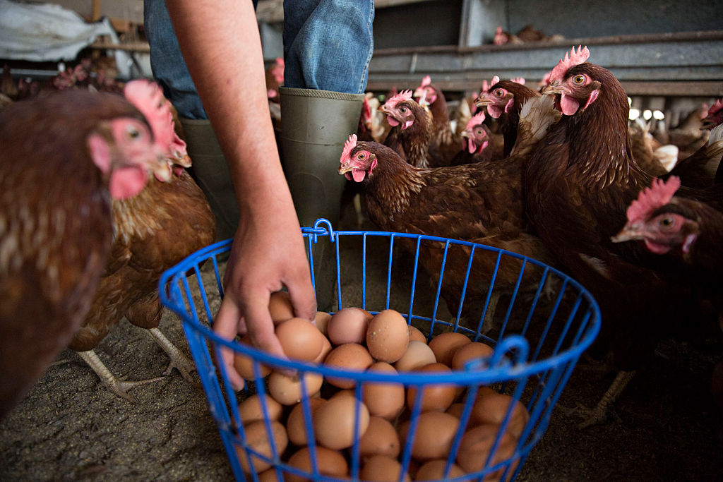 Dollar General reverses course on cage-free eggs