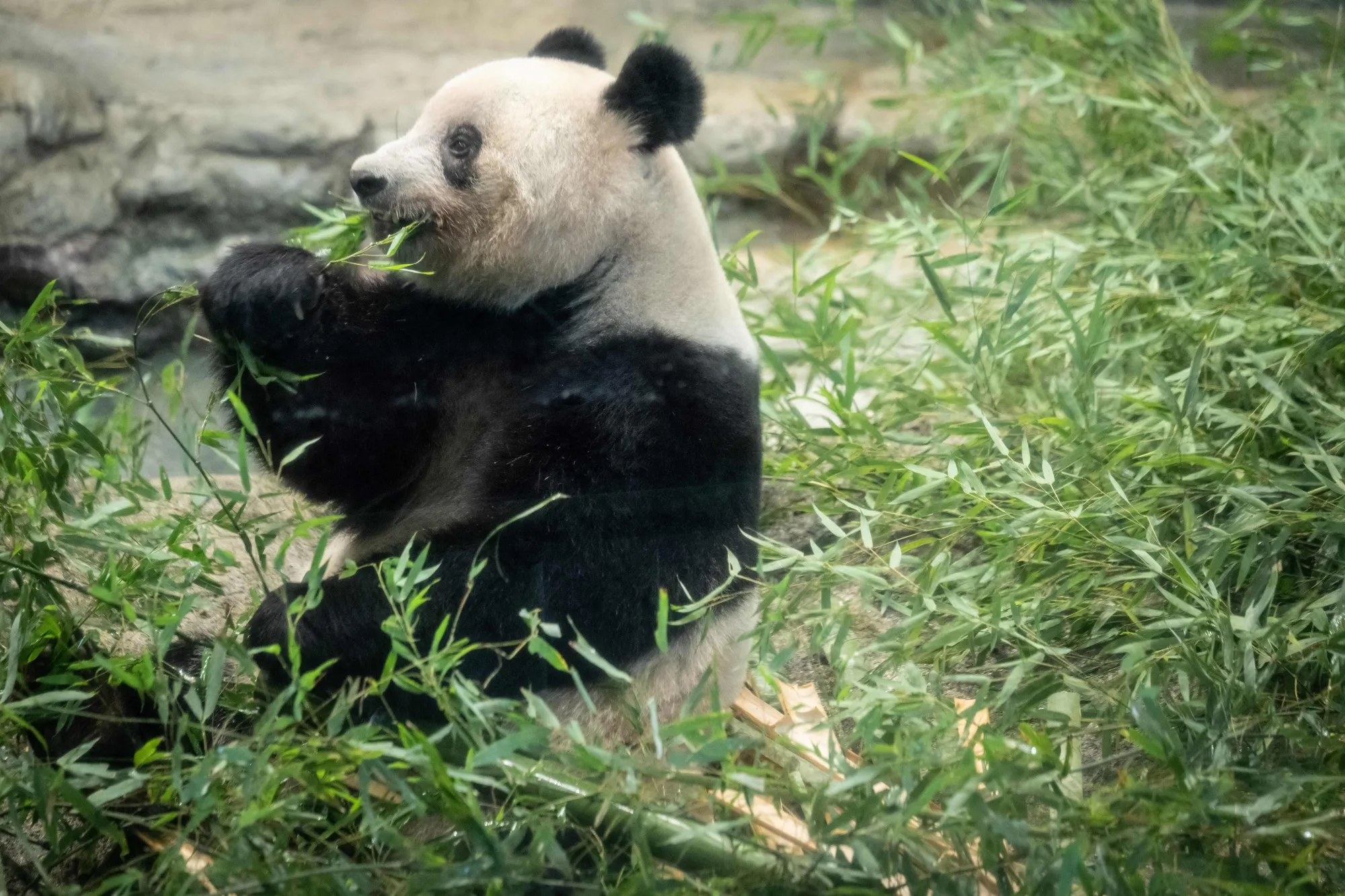 Xiang Xiang before her return to China.