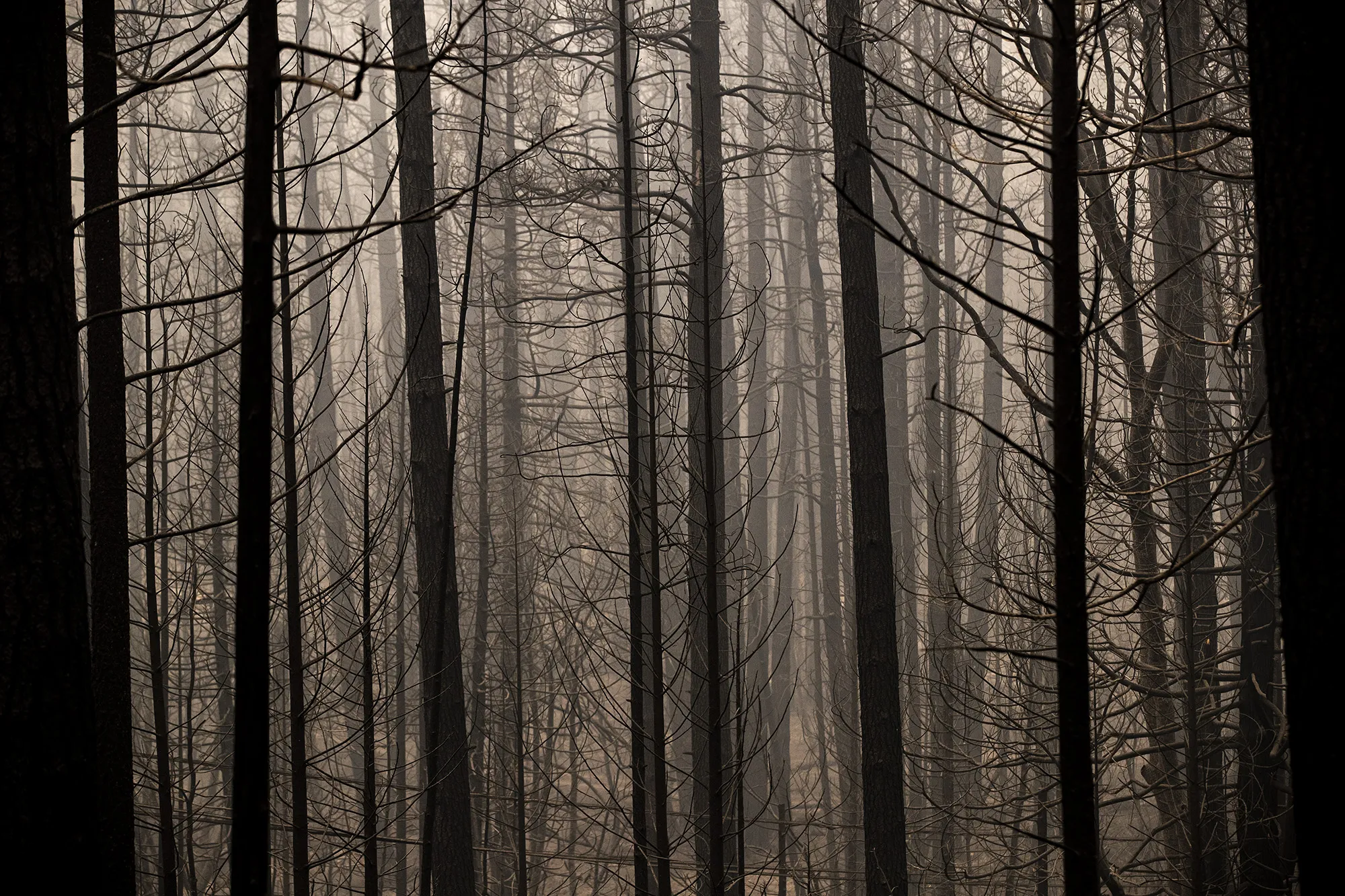 Burned trees in Berry Creek, California, in September. While the wildfires in the West have burned a record number of acres this year,&nbsp;pockets of well-managed forest have managed to survive.&nbsp;