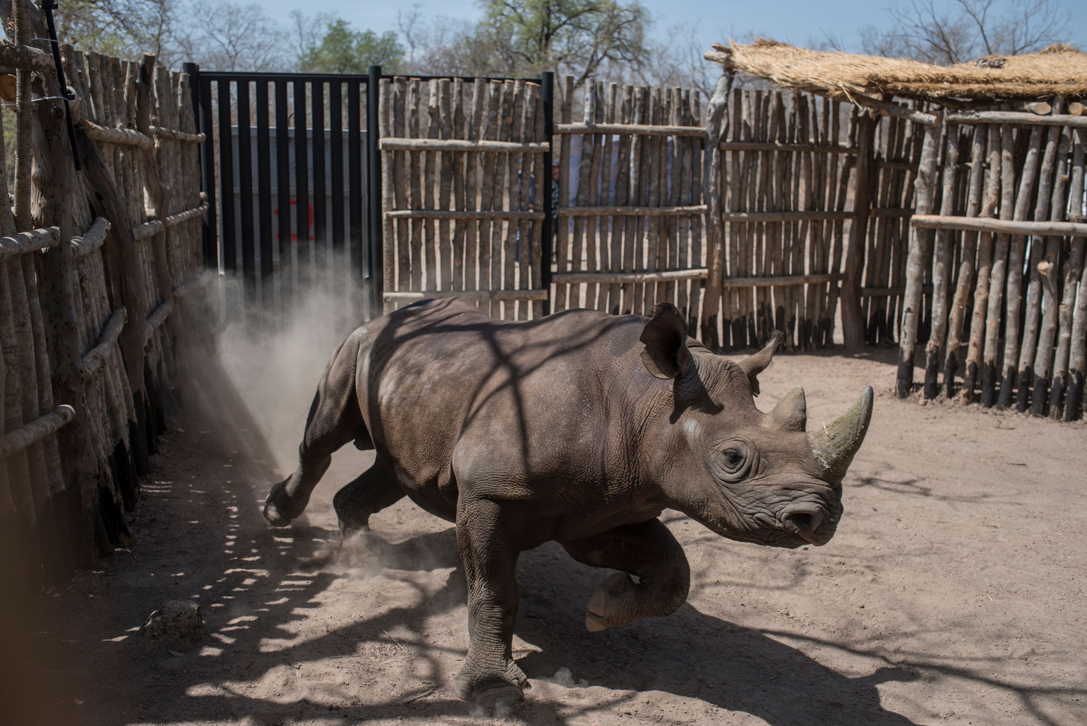 this-rare-rhino-bond-both-makes-money-and-saves-the-world-bloomberg