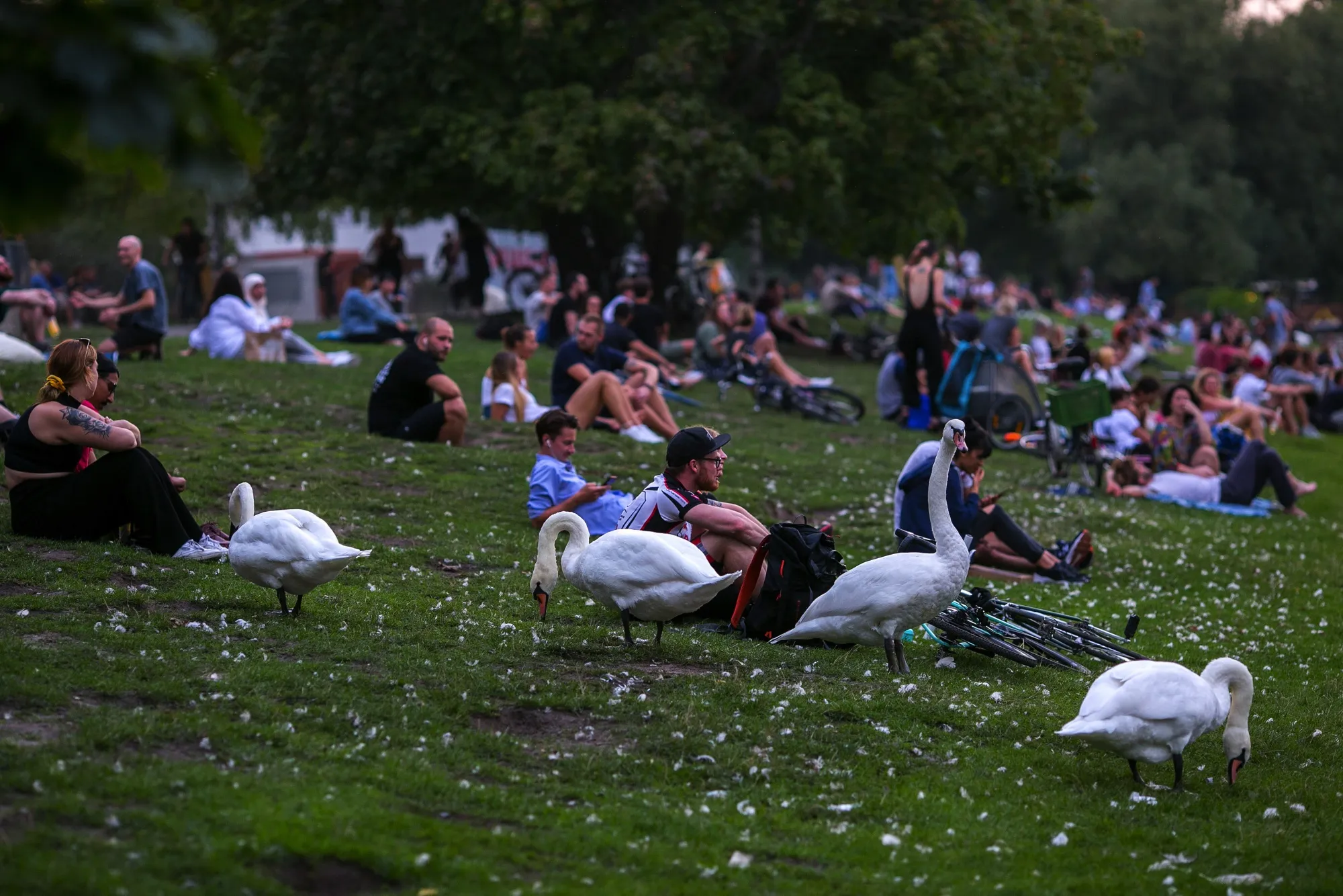 Berliners relax near swans on the bank of the Landwehr Canal in the Kreuzberg district at dusk in Berlin on Sept. 16.