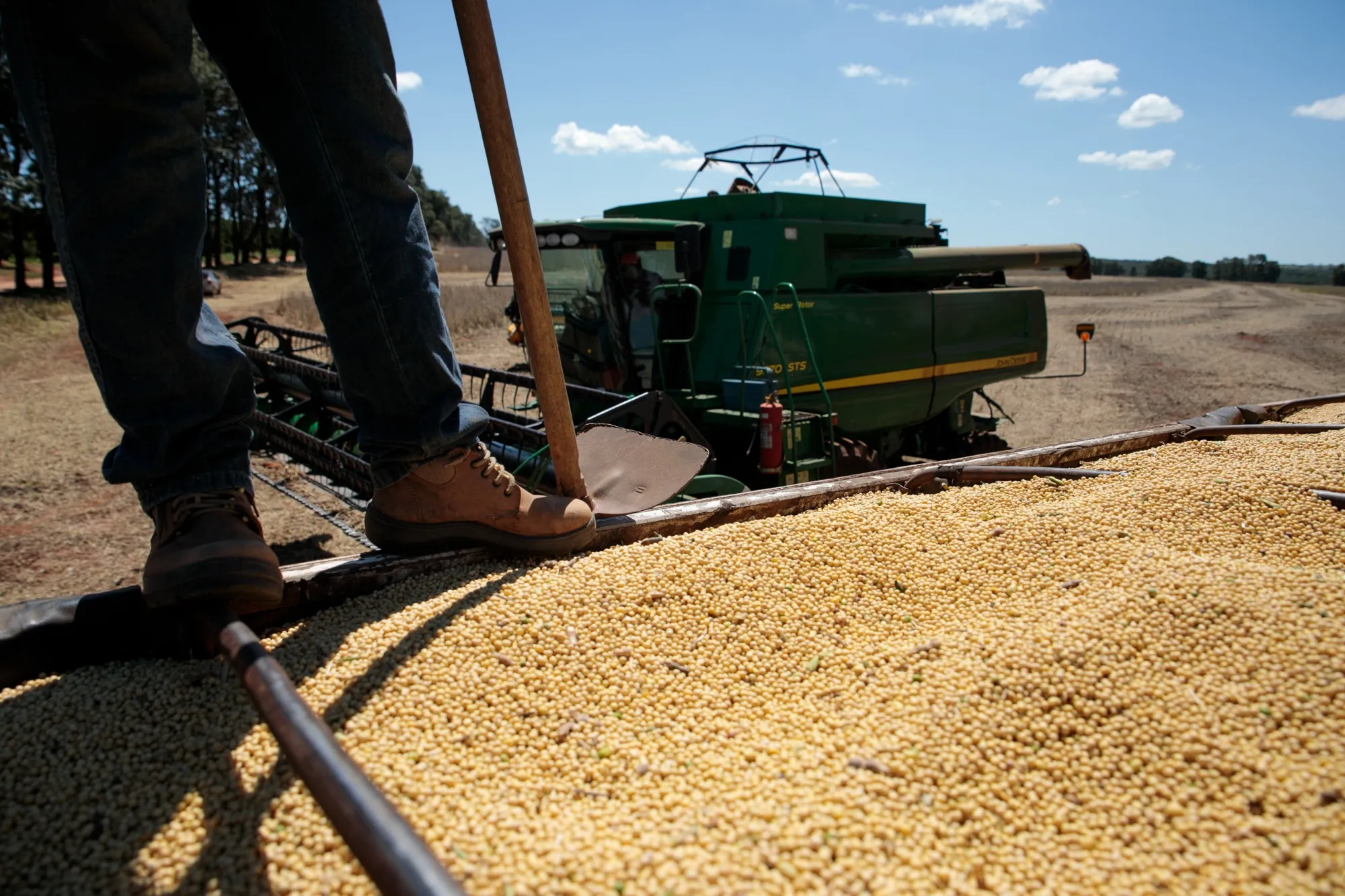 A farmer stands on a truck filled with soybeans during a harvest in Santa Cruz do Rio Pardo, Sao Paulo state, Brazil.