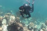 Scientist documenting coral bleaching