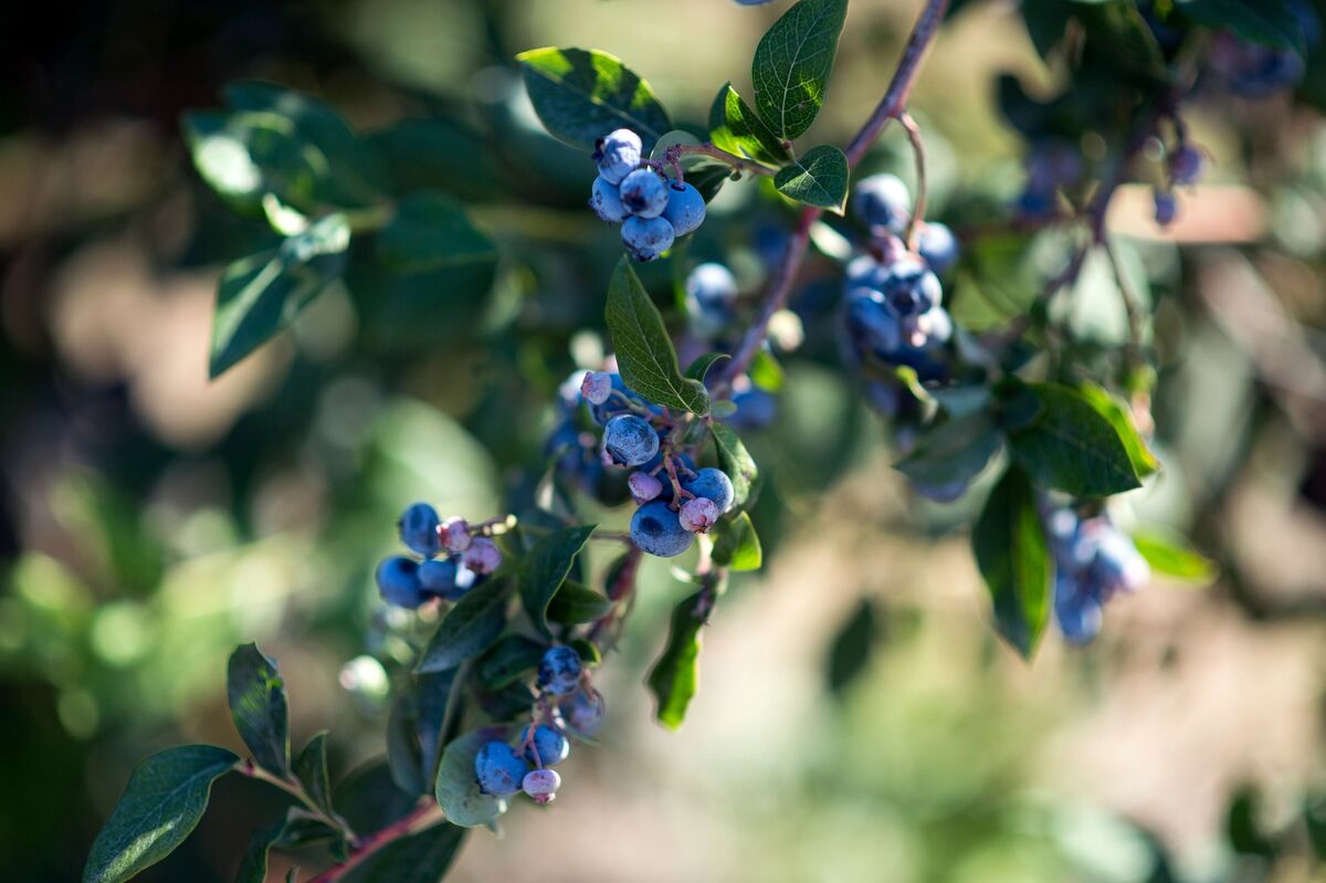 Finland Fines Wild Berry Companies After Discovering Cartel