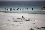 A woman gathers seaweed and harvests mussels while tourists line up to board a tour boat on Nungwi Beach in Zanzibar.