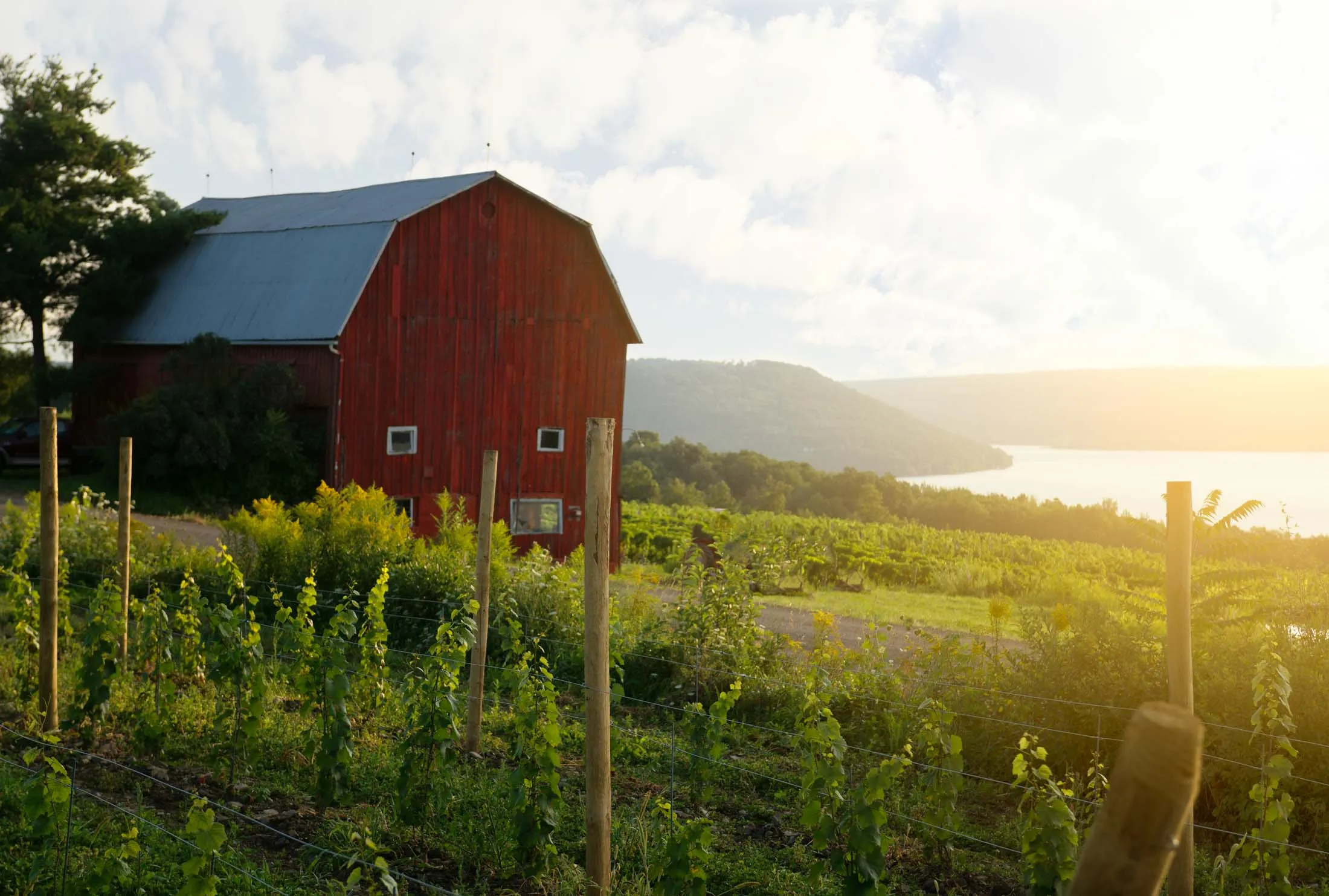 Dr. Konstantin Frank vineyard with views of&nbsp;Keuka Lake in upstate New York.