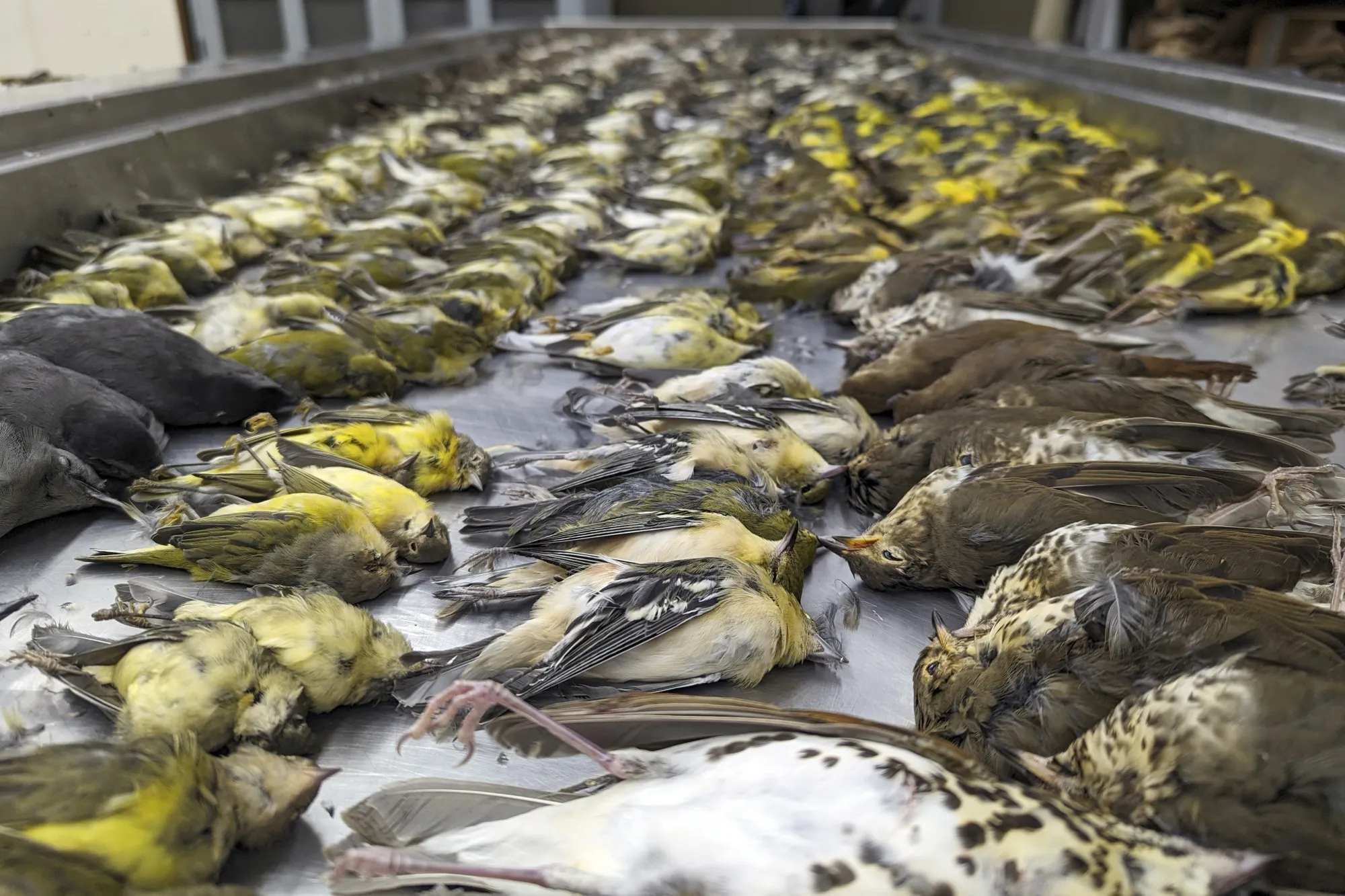 The bodies of migrating birds&nbsp;killed when they flew into the windows of a Chicago exhibition hall, the night of Oct. 4-5. Photo Credit:&nbsp;(Daryl Coldren/Chicago Field Museum)