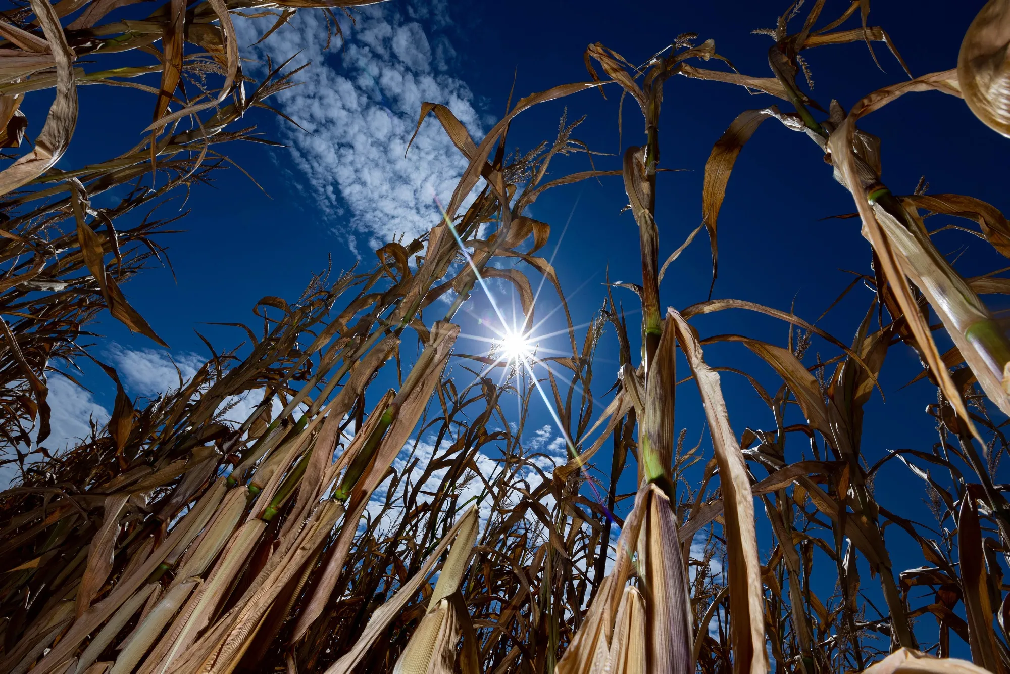 Drought-damaged corn plants near Luckau, Germany, on Friday, Aug. 12, 2022.&nbsp;