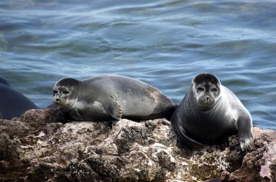 Seals in Russia's Lake Baikal are one of many species likely to be affected by warming lake waters.