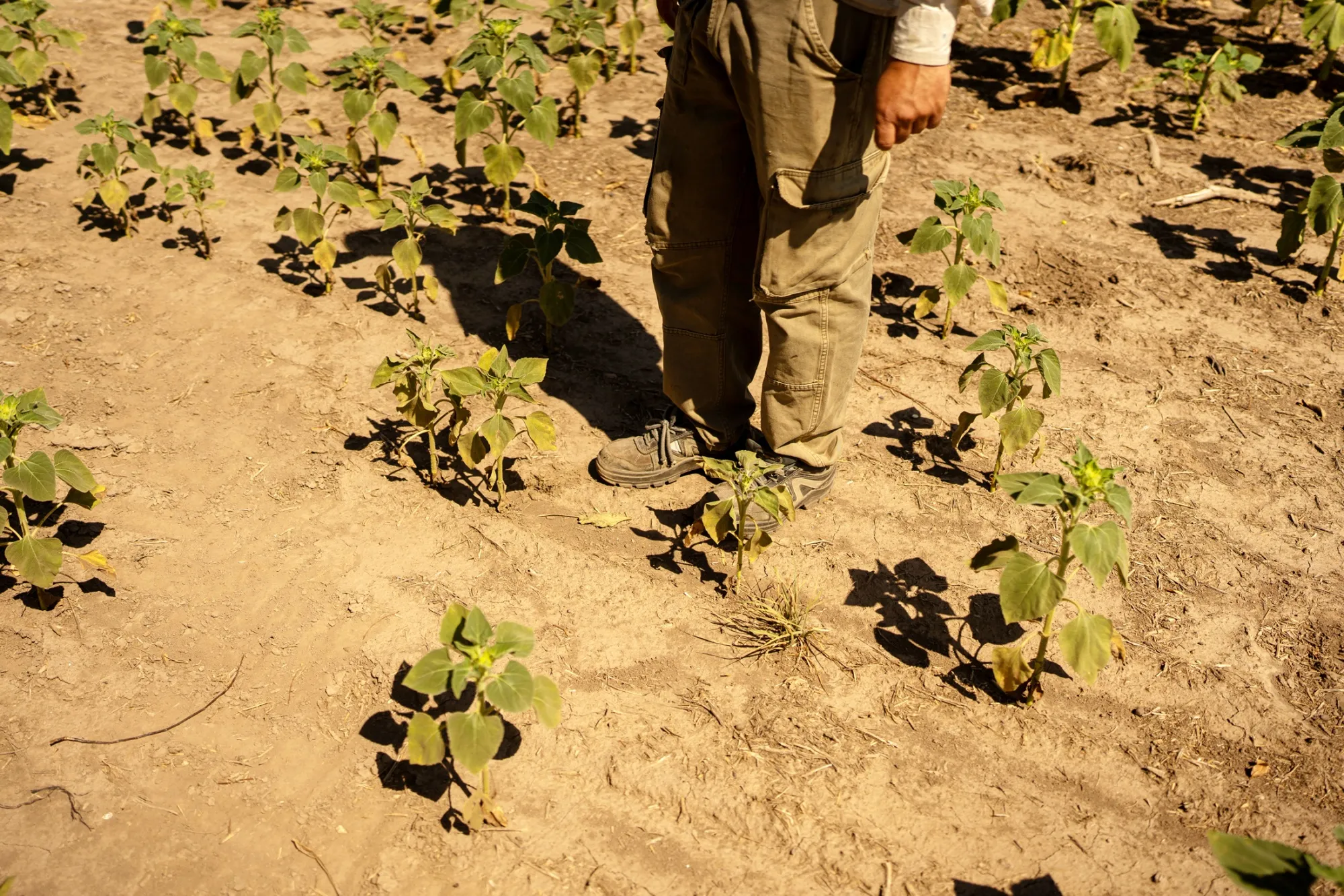 La Niña can lead to droughts in South America.