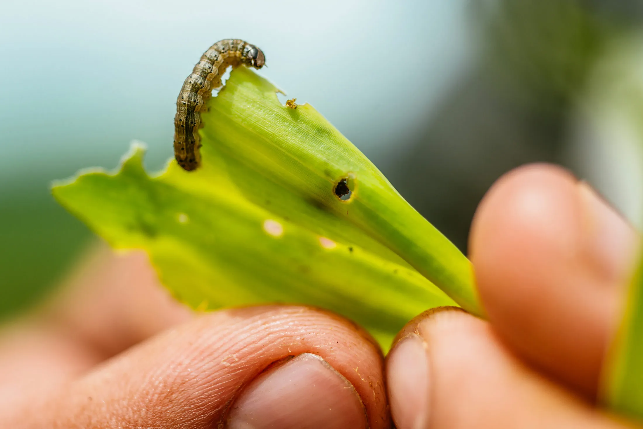 Fall armyworm
