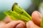 A farmer displays the caterpillar larva of a fall armyworm.
