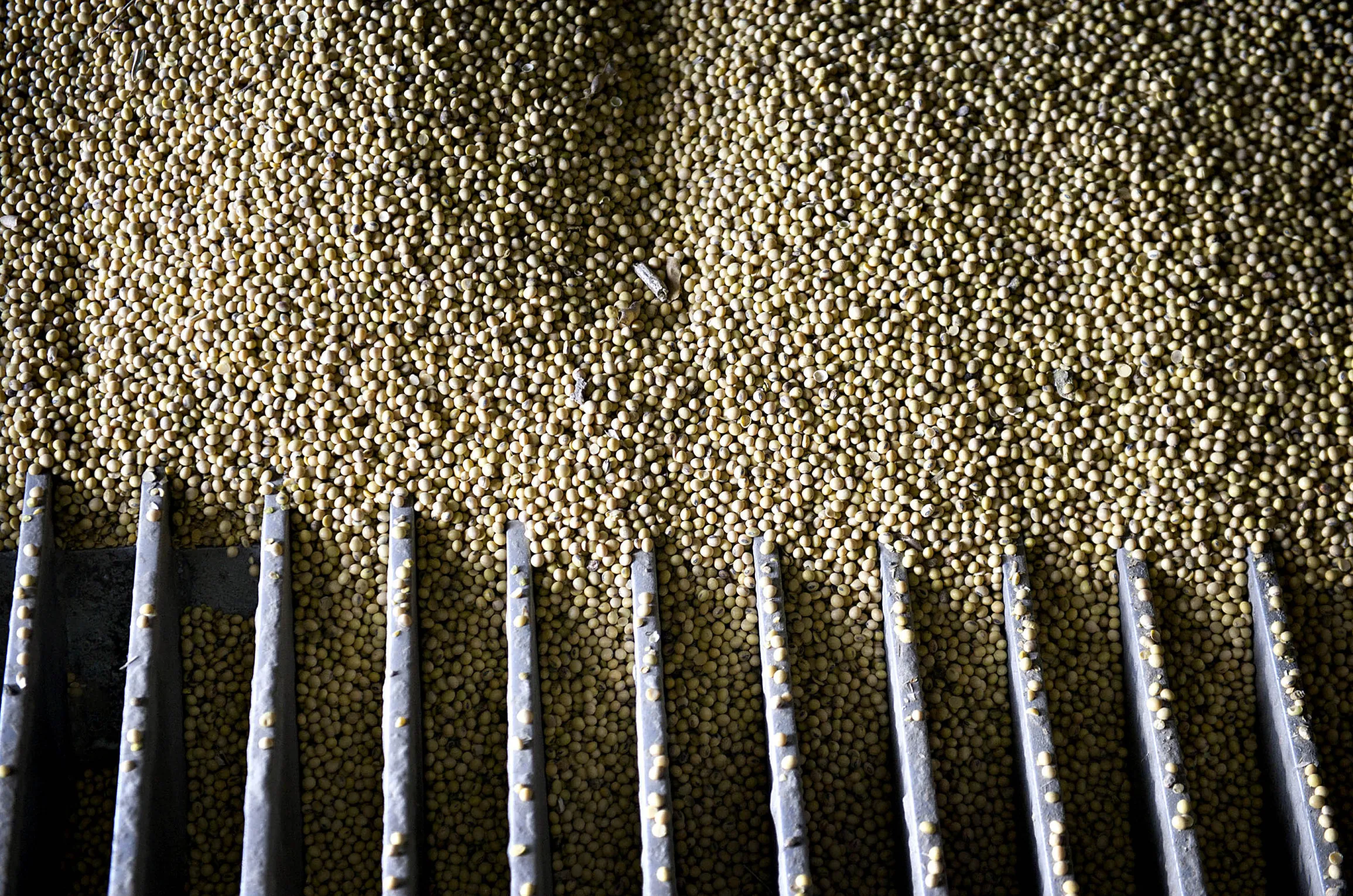 Soybeans are unloaded from a grain truck at a DeLong Co. facility in Channahon, Illinois.