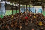 A chicken farm in&nbsp;Selangor.