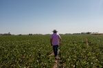 A farmer walks through a soybean field in San Antonio de Areco, Buenos Aires province, Argentina.