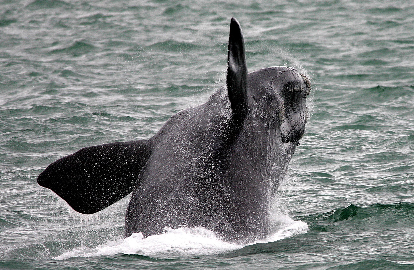 Asset Management: Whale-Watching Is a Market Survival Strategy - Bloomberg