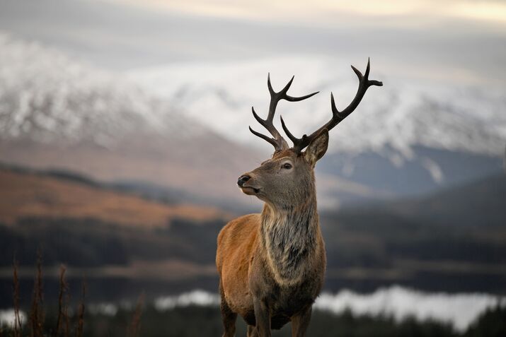 Winter Scenes In Glen Coe