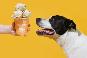 Van Leeuwen Ice Cream for dogs Ollie