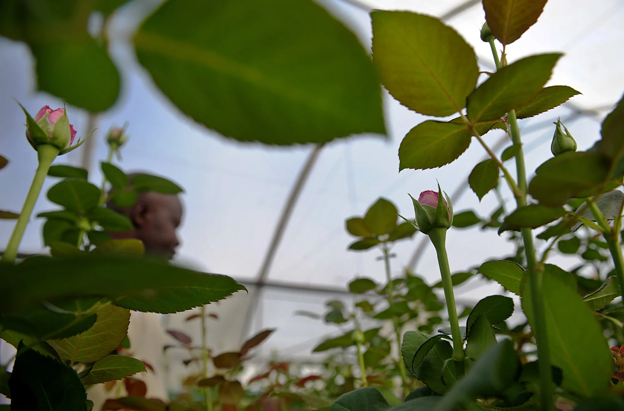 A horticulture technician examines a flower crop in Kenya.
