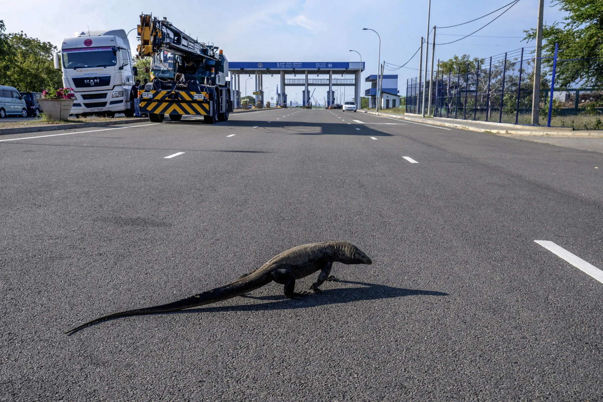 A monitor lizard crosses a roadway in Singapore.