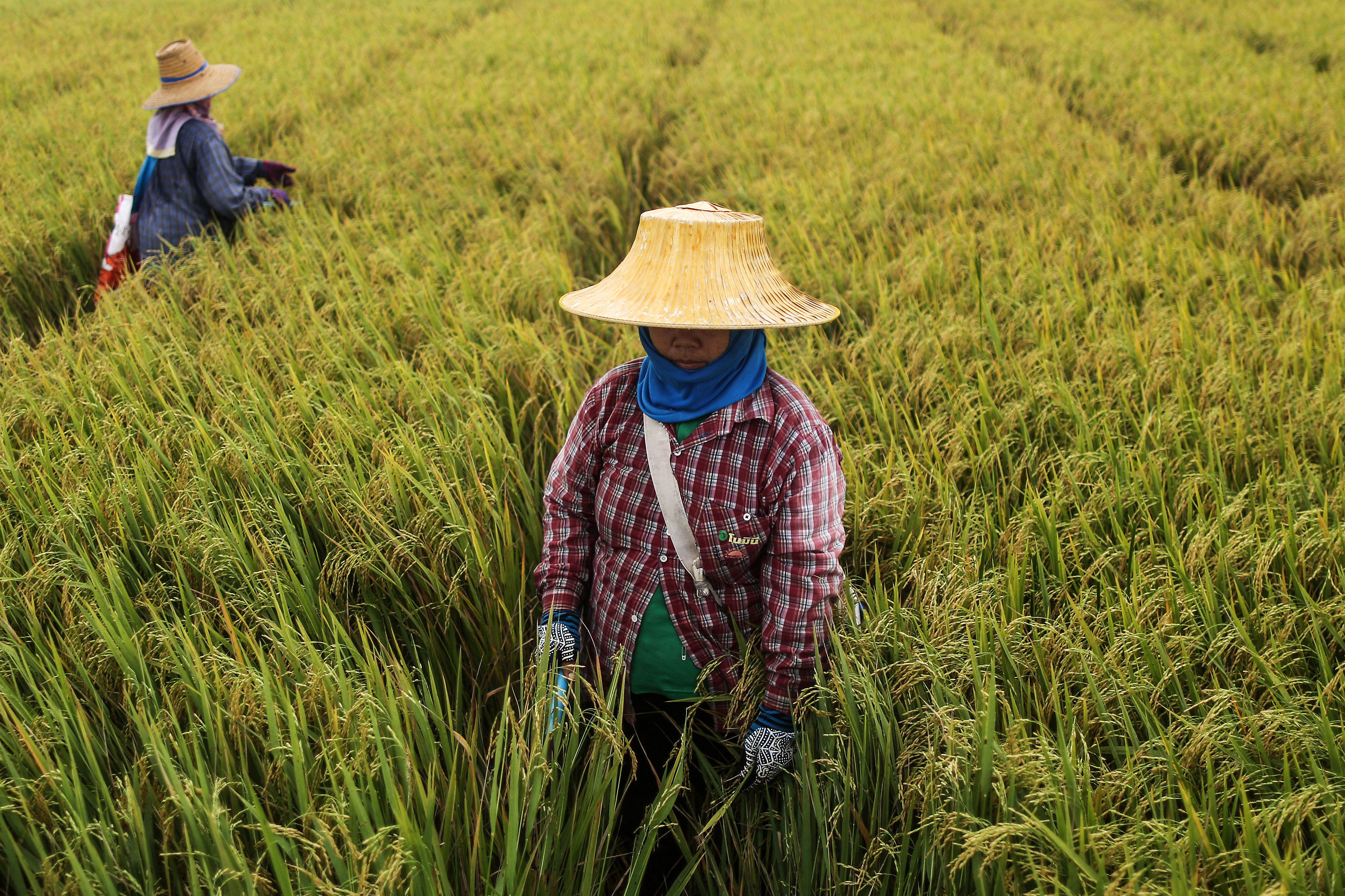 Farmers prepare rice prior to harvesting in a paddy field in Bang Sai, Ayutthaya province, Thailand.
