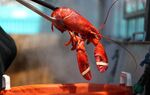Maine Is Drowning In Lobsters Bloomberg