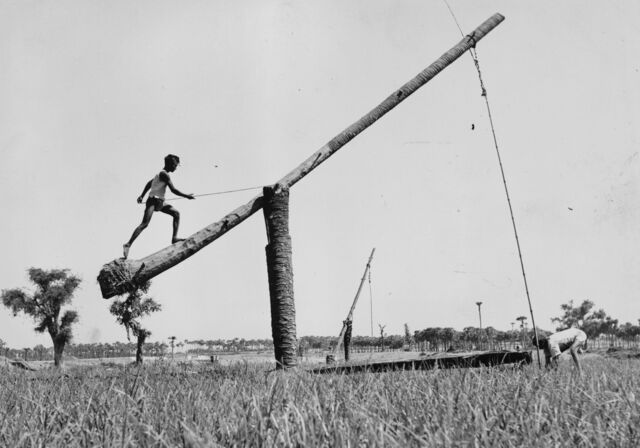 A see-saw method used to bring up water from a well for the irrigation of rice crops in India circa 1960.