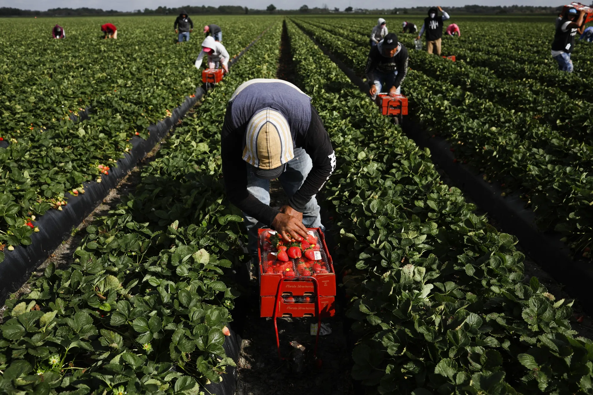 Operations At A Strawberry Harvest