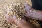 Flour Mill and Bakeries as War Redraws $120 Billion Global Grain Trade