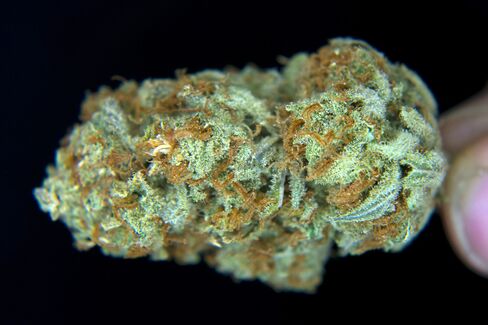 U.S. Said Not to Plan Challenge of State Marijuana Legalization