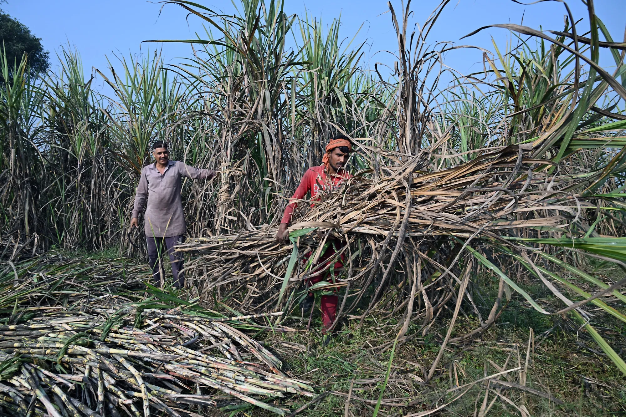 Sugar Hits Weekly High as Rain Delays Harvest in Brazil, Europe ...