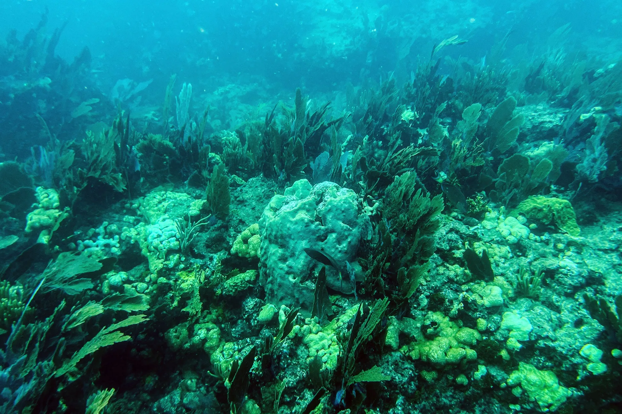 Rising ocean temperatures are&nbsp;destroying coral reefs.