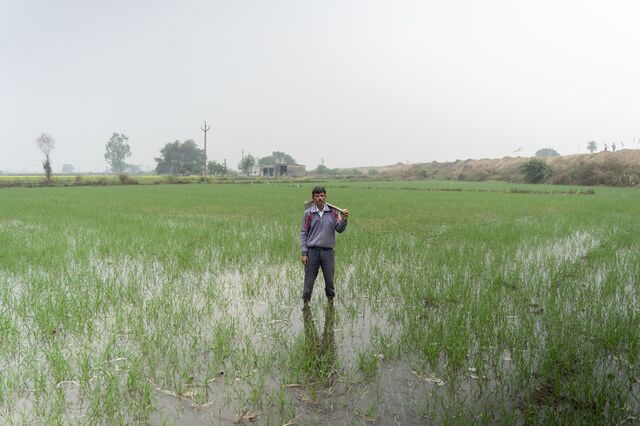 Zila SIngh on his wheat field in Dadupur Rangran, Haryana, India.
