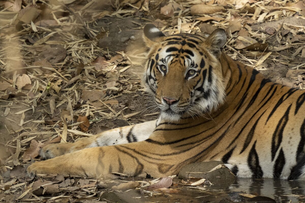 Angel Investors in India Will Become Rarer Than Tigers
