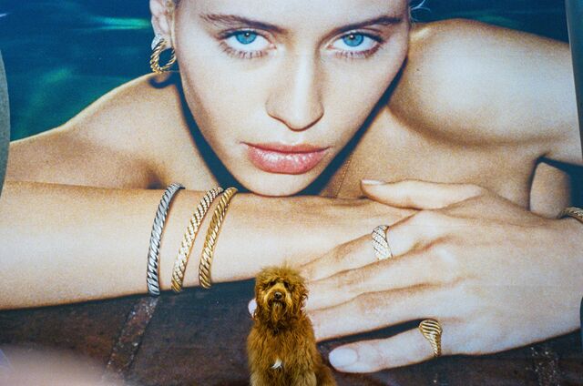 Churro the doodle sits in front of an advertisement on Rodeo Drive in Los Angeles