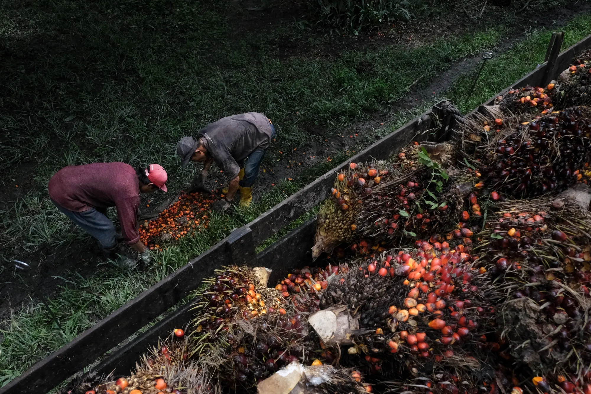 Workers load harvested palm oil fruit bunches onto a truck at a plantation in Selangor, Malaysia, earlier in January.