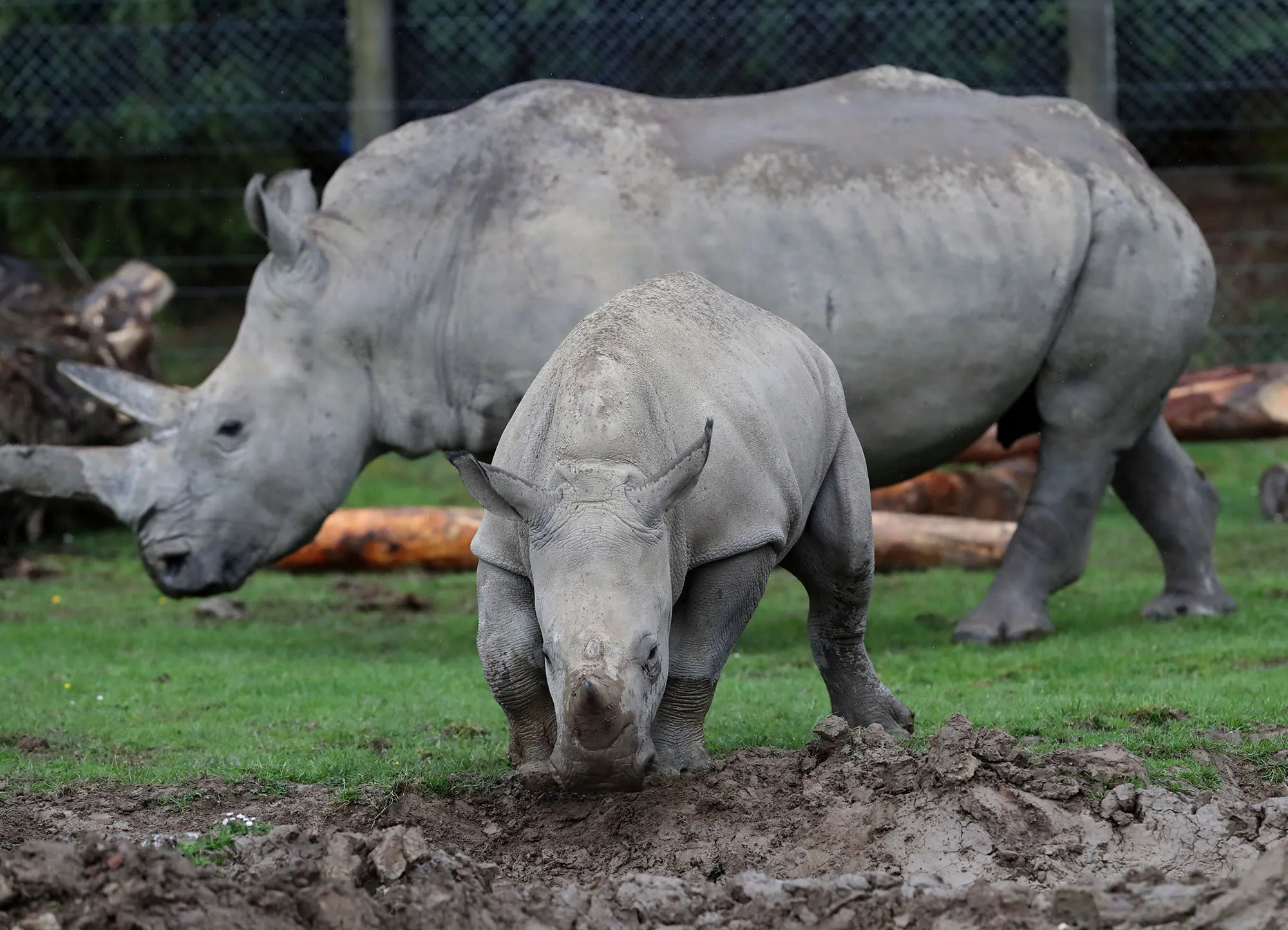 Southern white rhinos