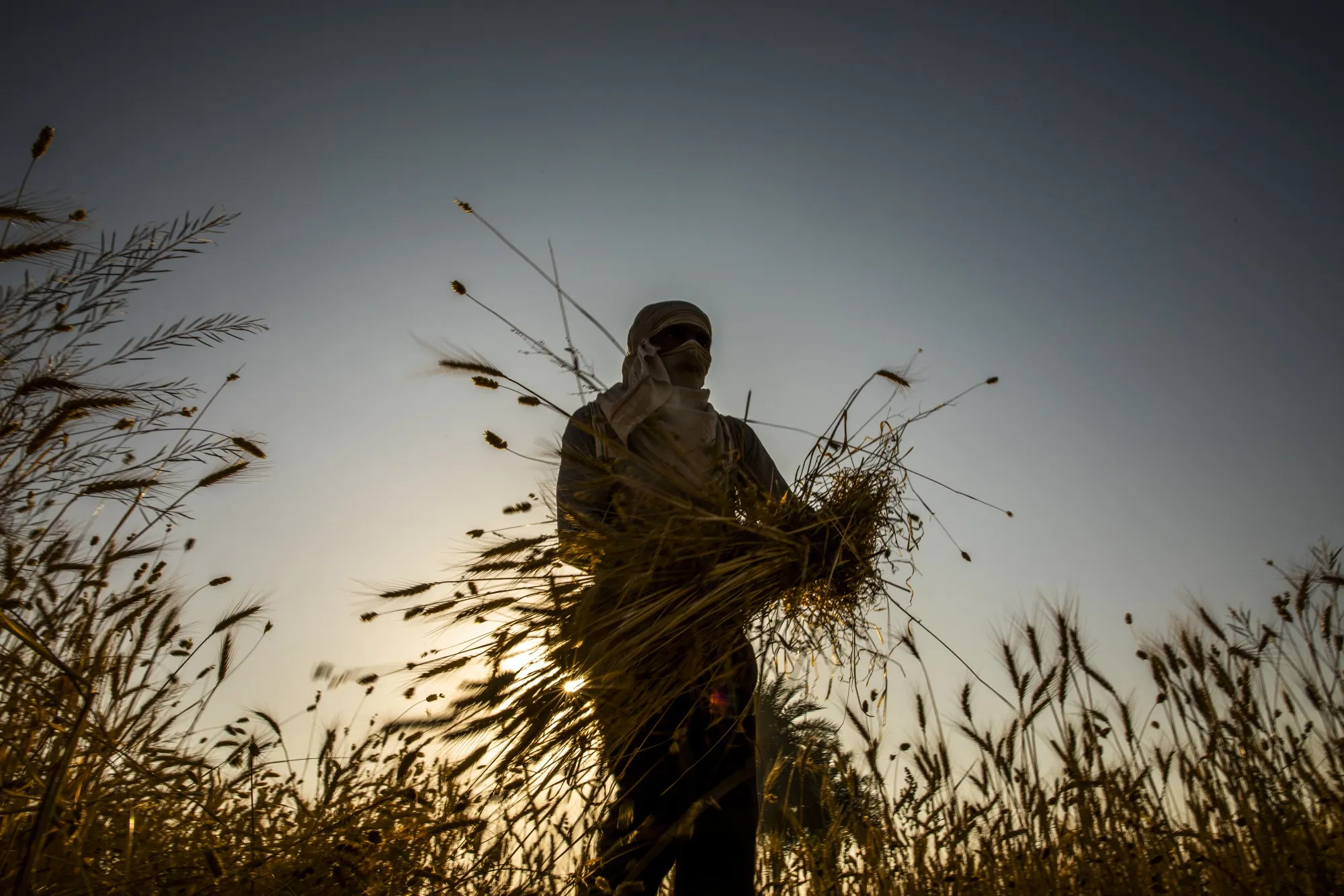A farmer harvests a wheat field by hand in the Bulandshahr district of Uttar Pradesh, on April 21.