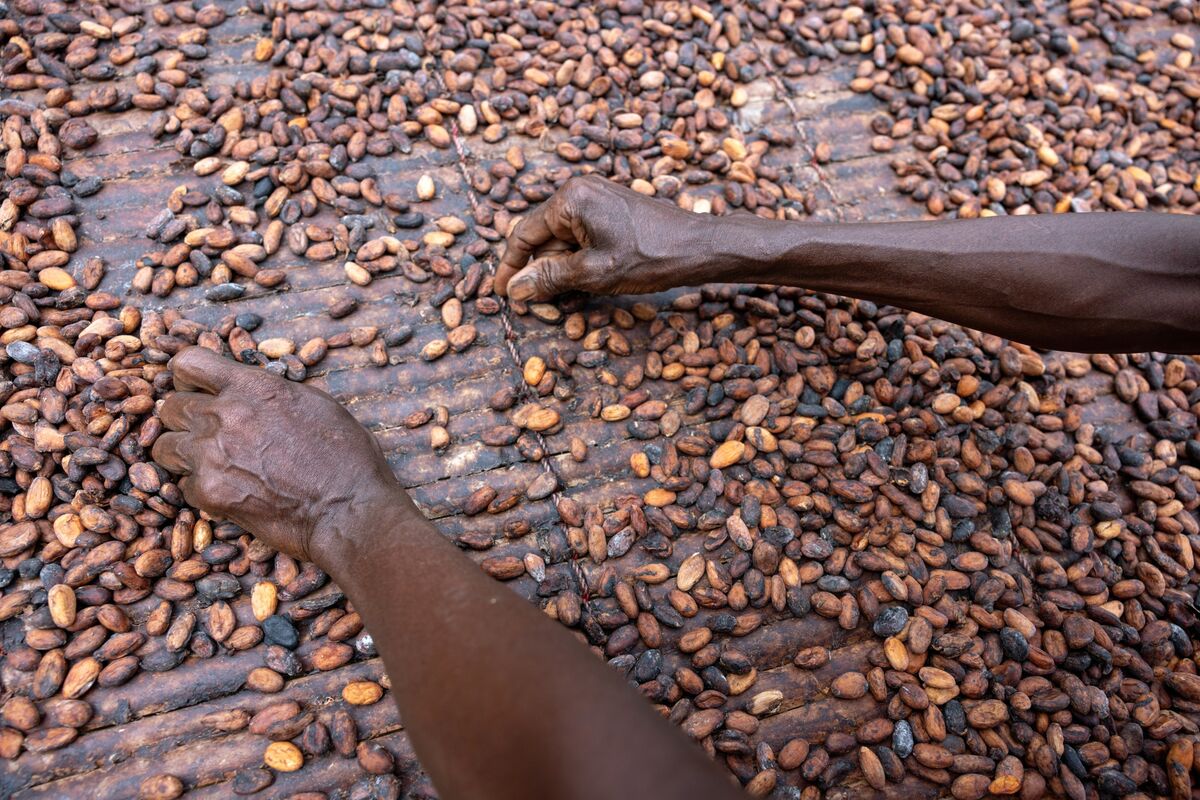 Cocoa Sinks to a 10-Month Low as New Season Heralds Supply Boost
