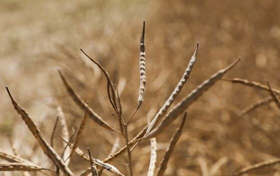 EU Farmers Are Getting Fed Up With Rapeseed as Bugs Chew Crops