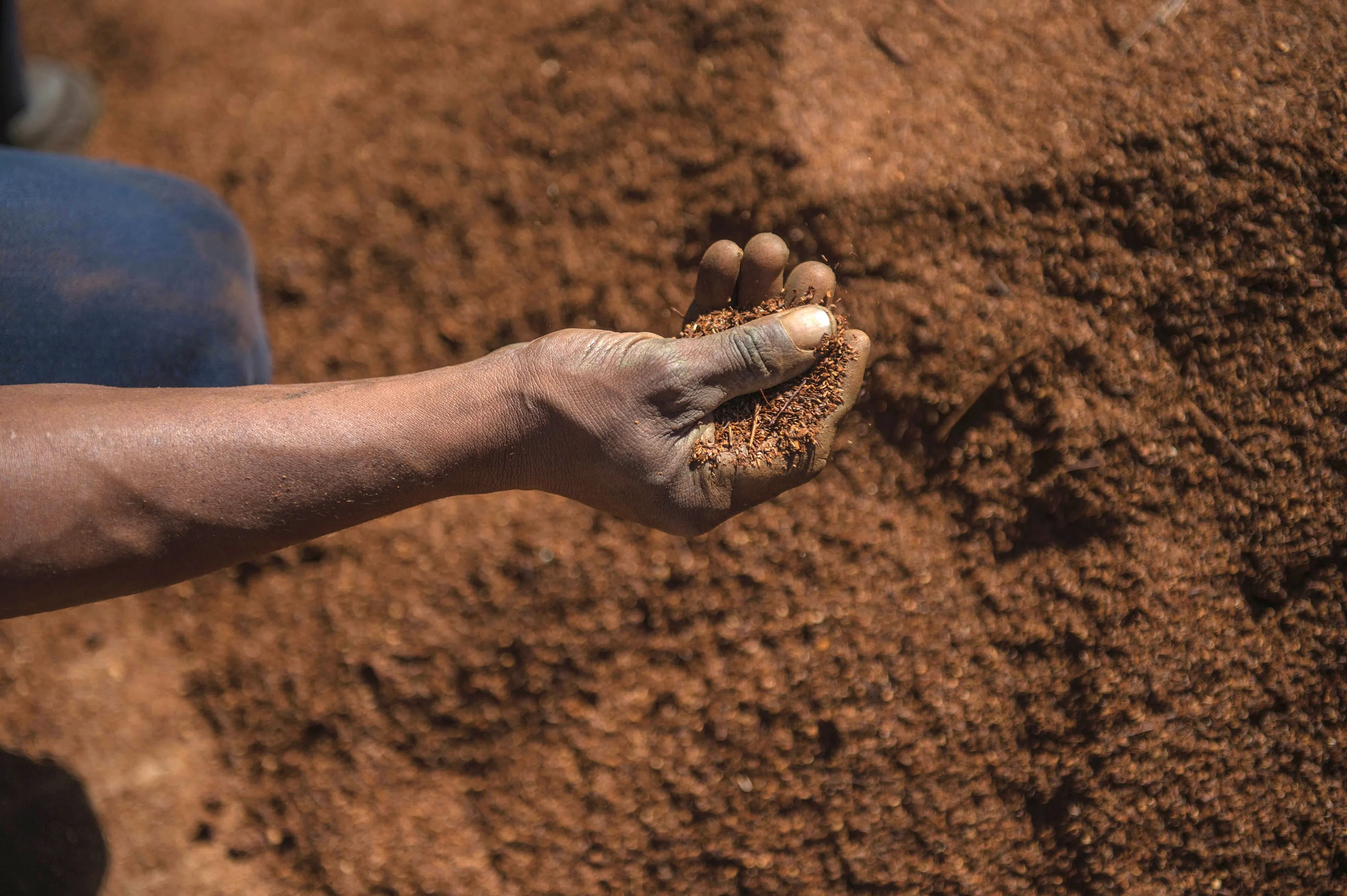 A farm worker&nbsp;farm grades and treats Rooibos tea leaves before packaging in Clanwilliam district, South Africa.