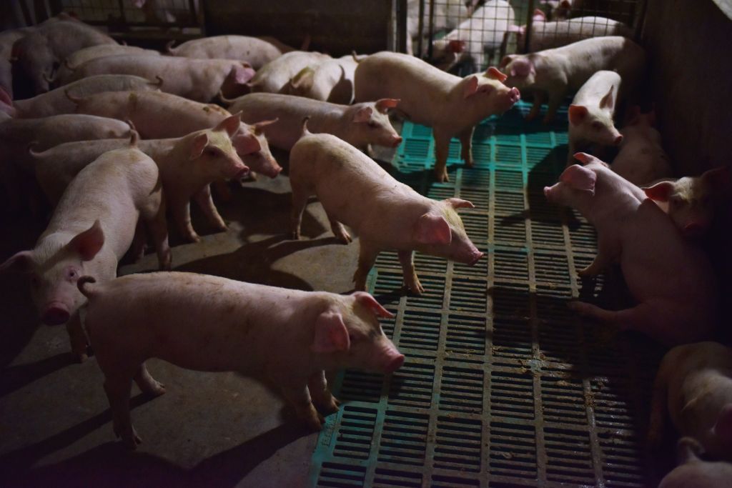 Chinese pig farms have been devastated.&nbsp;