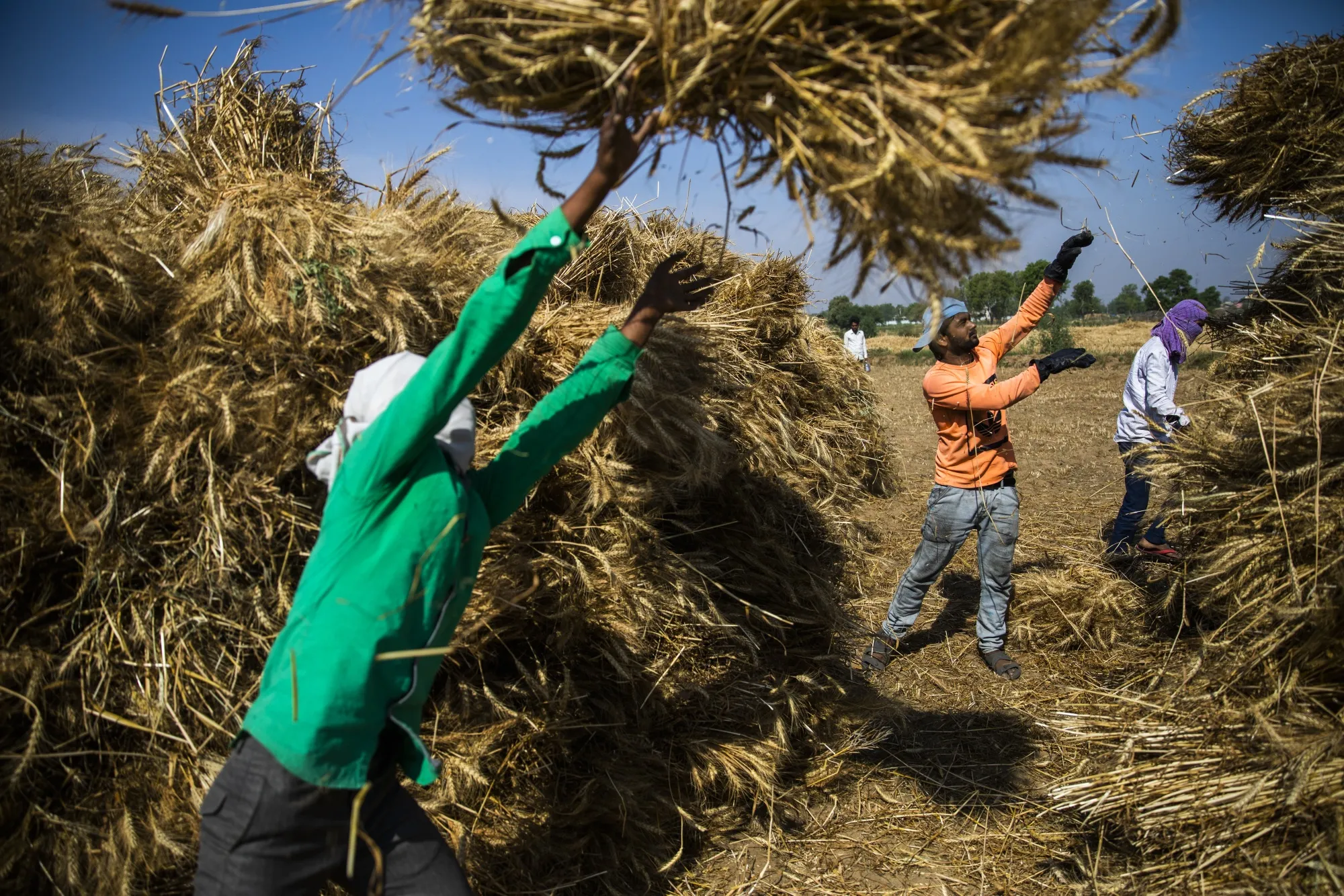 Tossing bundles of wheat in Uttar Pradesh.