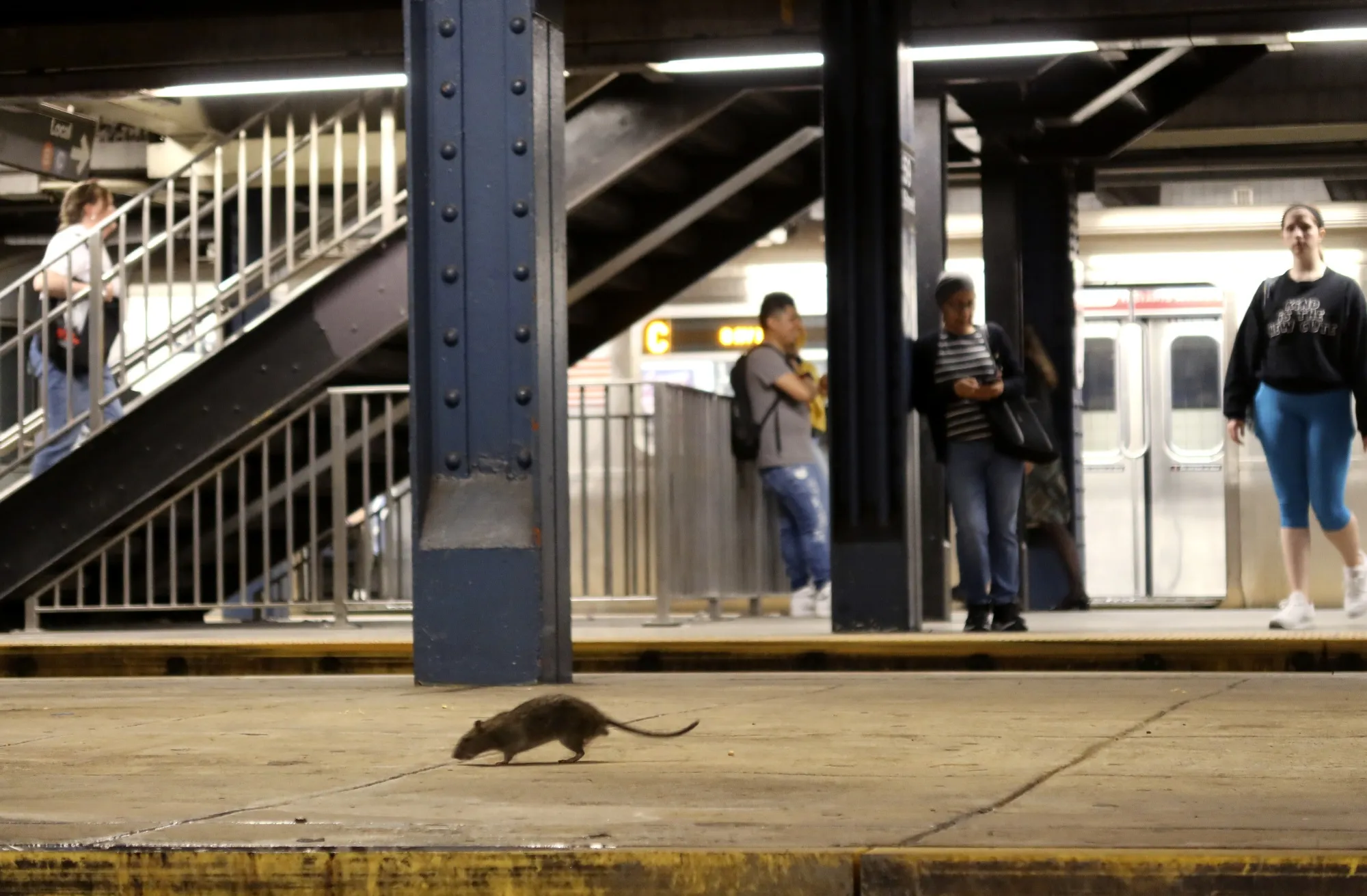 Time Square Rats Before Adams' Rat Pack, New York's War on Rats Used Ferrets, Snakes and ...