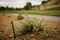 A tiny remote-controlled drip-irrigation device and a newly-planted drought resistant shrub at the North Ranch Country Club in Thousand Oaks, Calif. The device releases just a gallon an hour, directed at the plant's roots, whereas a typical sprinkler uses at least 50 gallons an hour.