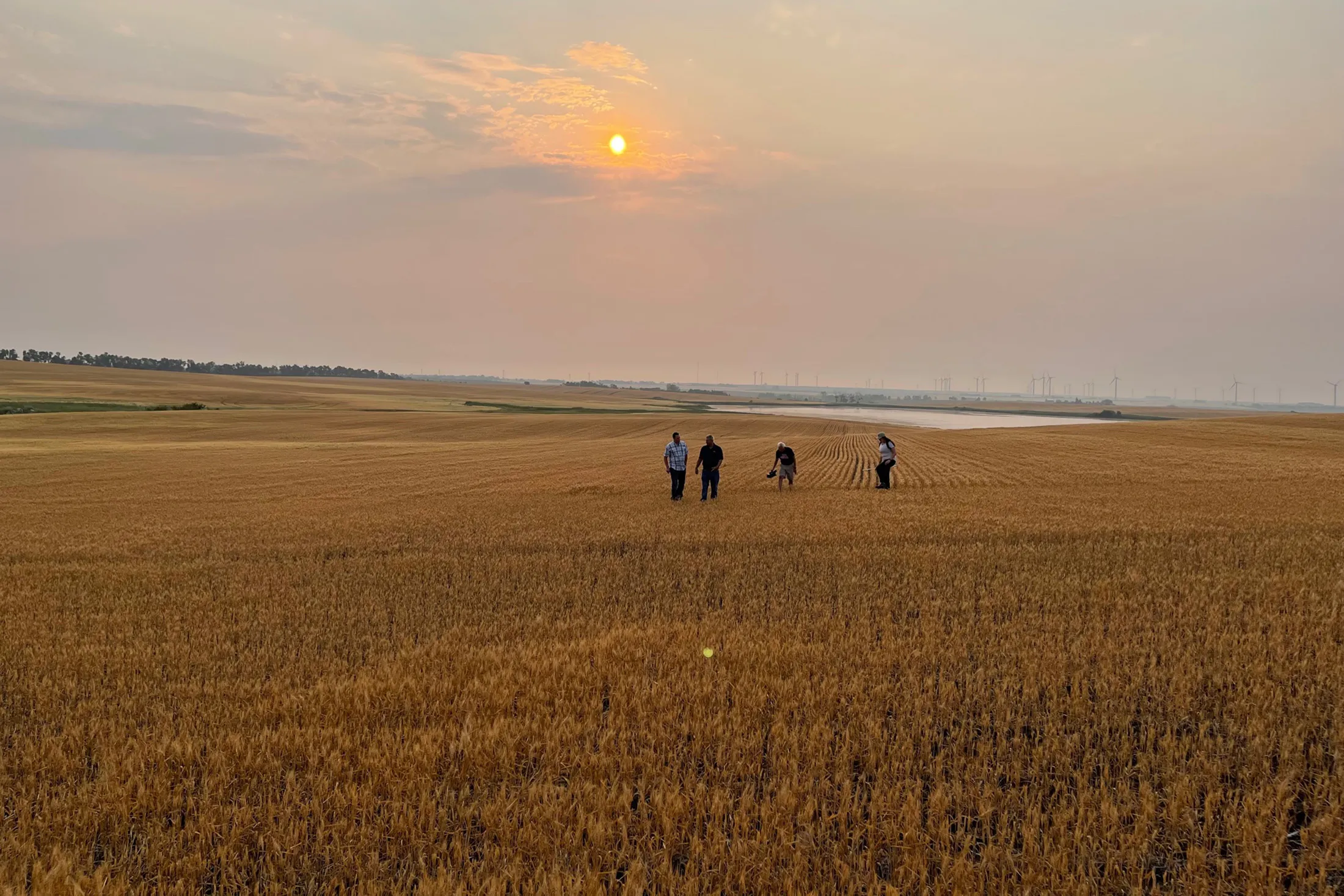 A severely drought and heat-stressed spring wheat crop in North Dakota. The wheat was on average only 10 inches tall.